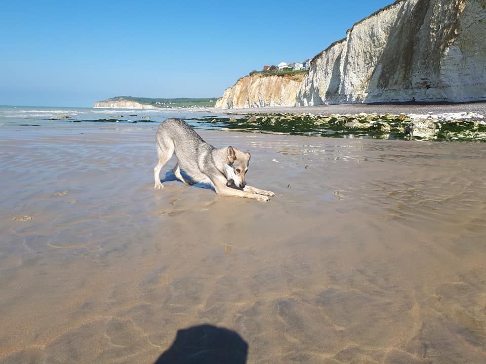 Moodi Des Loups De Leendert