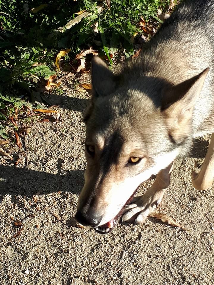 Moodi Des Loups De Leendert